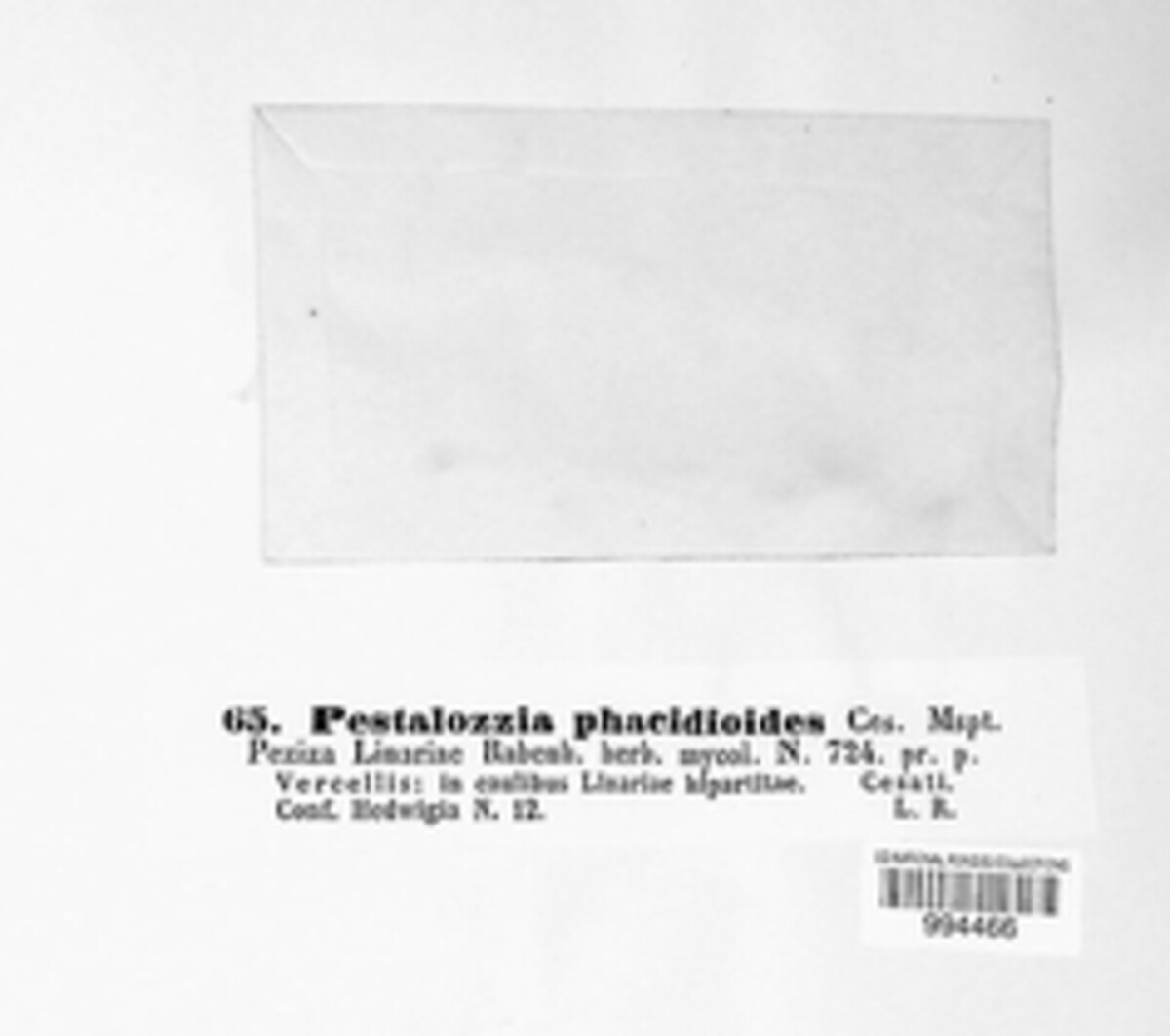 Pestalotia phacidioides image